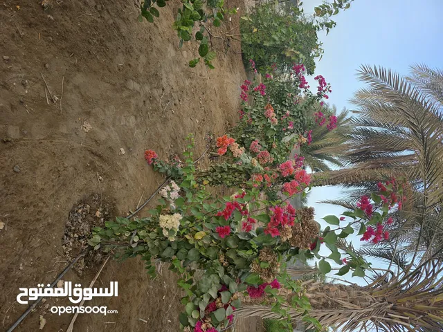 مشتل جاهز بجميح اصوله يتوفر فيه