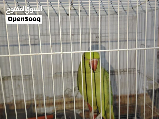 ببغاء درة هندي نص اليف يصعد على اليد والكتف