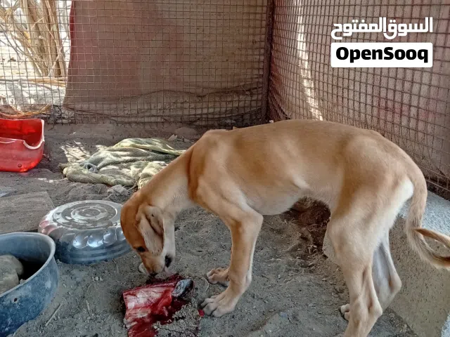 للبيع جرو سلق +جراوه بيتبول