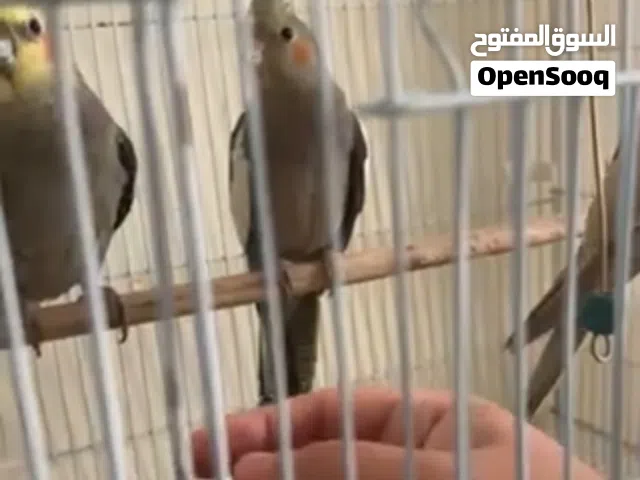 زوج كوكتيل مع الفروخ