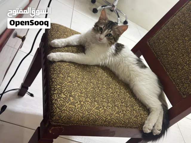 Kitten for adoption for free