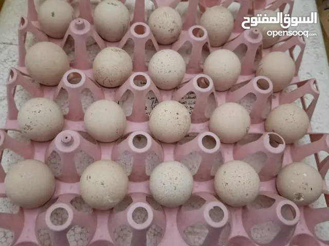 بيض شنار ابيض للبيع كما يوجد ذكرين حجل بربري للبيع بسعر 35 دينار لذكرين وممكن بيع واحد وذلك حسب المح