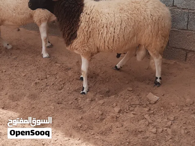 2 حوالة هجين