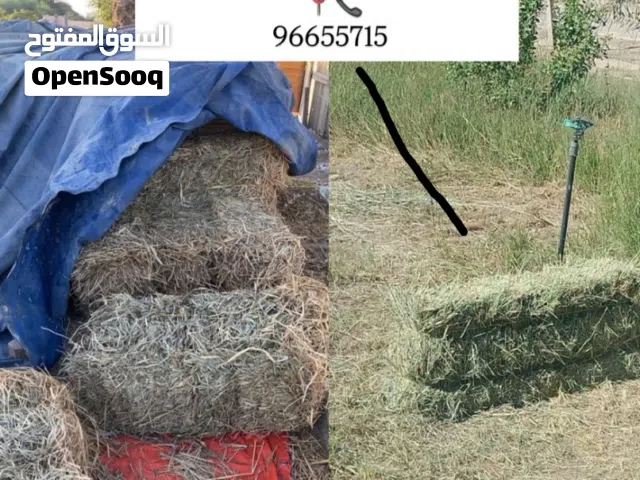 تتوفر برايد انتاج جديد بكميات