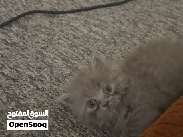 سكوتش شيرازي وبريتش شورت هير
