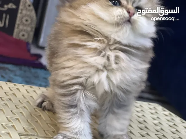#Scottish fold#long hair gold