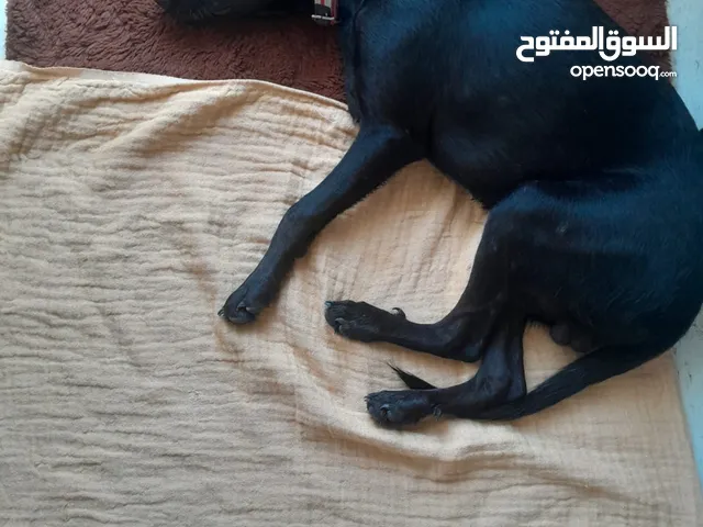 Loyal Cola Looking for a Loving Home