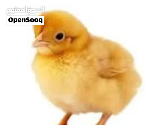 مطلوب كتكوت لحم لعنده يتواصل معي