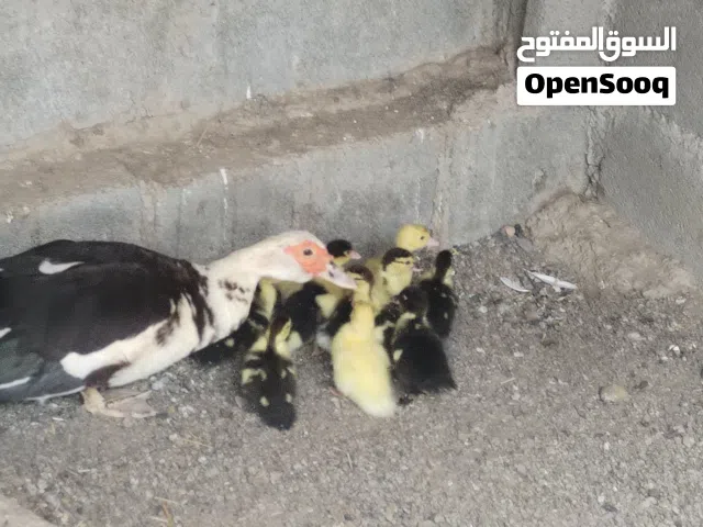 بط للبيع اناث 2 وذكر واحد. +صغار العدد 13