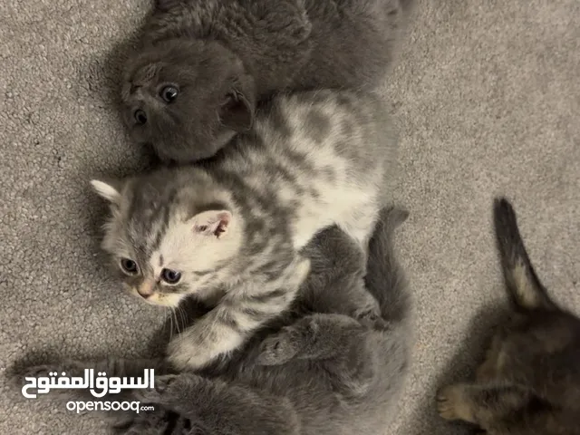 قطط عمر شهرين للبيع