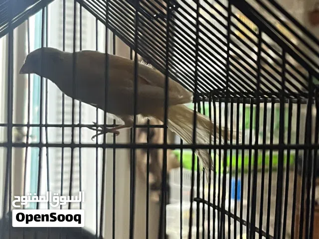 شاب كناريا يطلع ذكر
