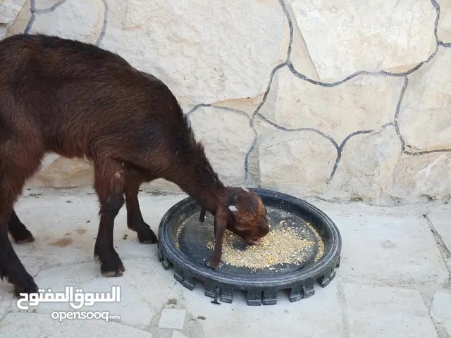 سخله شاميه عمر 3 اشهر و شوي كفالة اكل للبيع