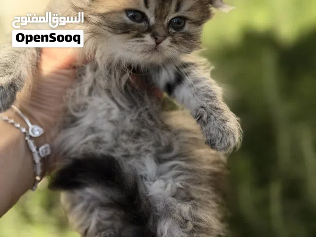 قطط سكوتش فولد وستريت