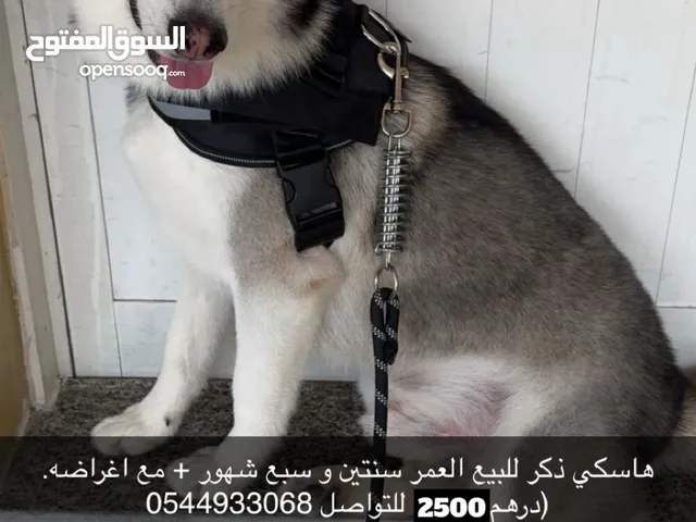 هاسكي العمر سنه وسبع شهور