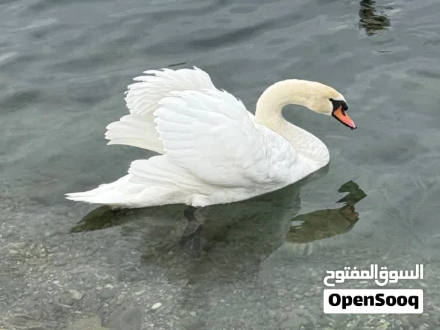 بحاجه تلفون  IPhone 15 pro max ايفون 15 برو ماكس عليه لوك أي كلاود او ذمم ماليه