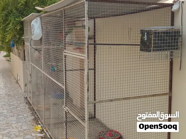 للبيع قص كبير مقسوم بالنص فيه بابين مع الطيور ببغاء الدره بادجي زيبرا حمام صيني