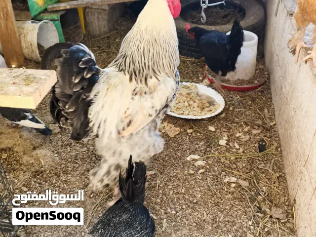 دجاج بلدي  للبيع