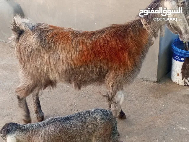 اللبيع عنزه