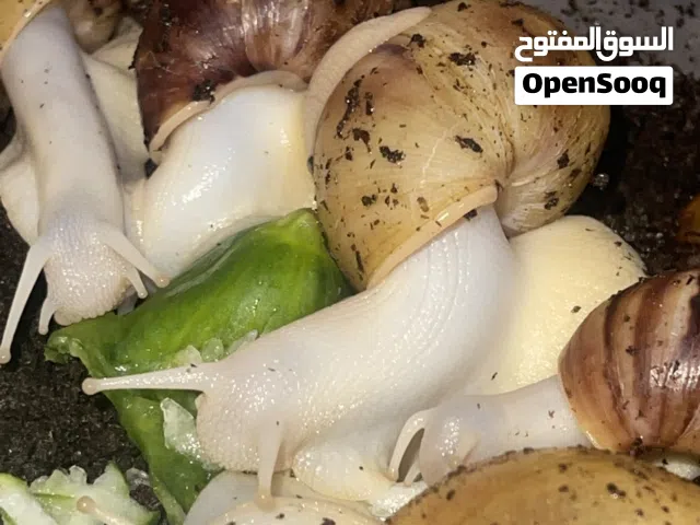 حلزونات افريقي كريميل وتايكر تحجز زوج يجيك زوج هدية