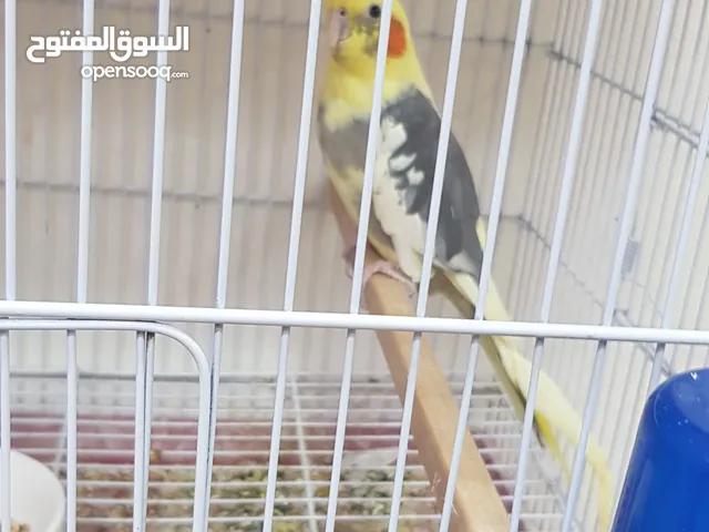 طيور كوكاتيل للبيع