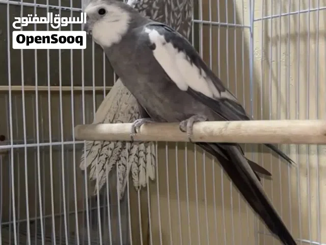 ازواج كوكتيل
