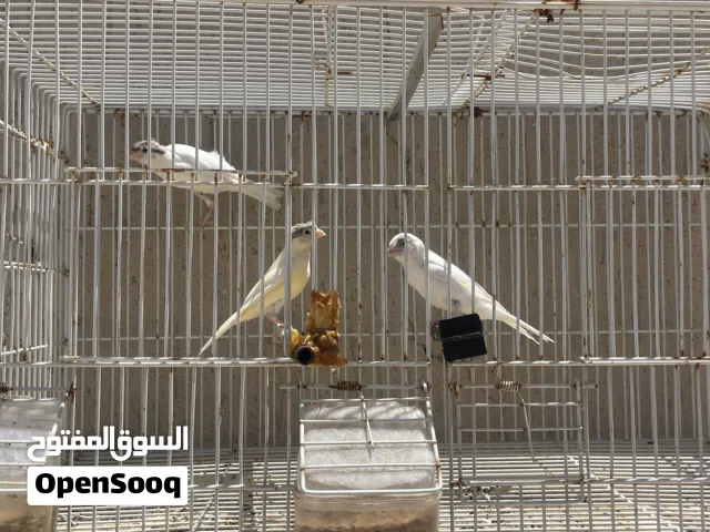 عدد 3 طروف ذكوره كناري اوروبي عمر 9 شهور 2 مشوشات   صحه ونظافه الله يبارك  كيف باديات يصفرووو