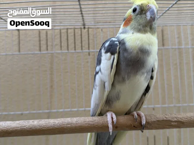للبيع ذكر كوكتيل منتج
