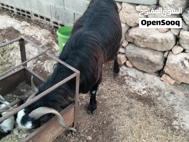 ماعزبلدي نخب