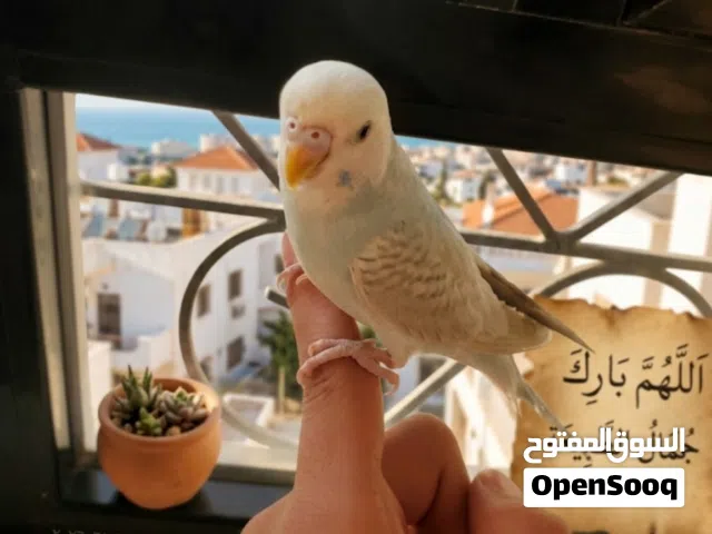 طيور بادجي اليف جدا