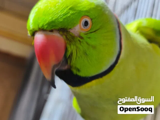 ببغاء درة هندي اليف جداً
