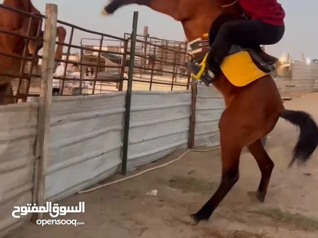 حصان عربي البيع بلدي