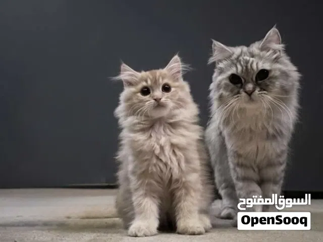 قطط 2 شيرازي للبيع