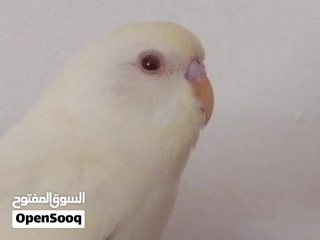 عليكم ورحمه الله وبركاته عرض اليوم ربي يبارك حاجه ما شاء الله تبارك الله بقالين مروض نص ترويض مشاءا