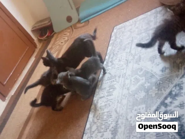 قطط عمر شهر تقريبا للبيع