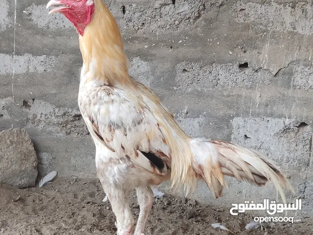 ديك للبيع