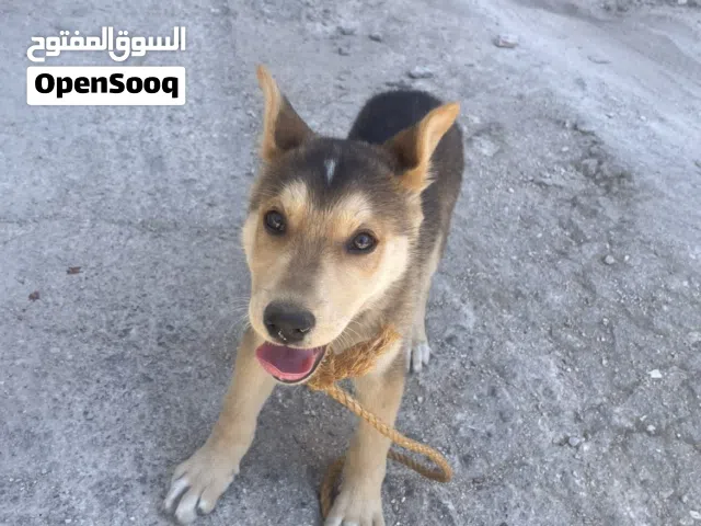 جيرمن ذكر مرتب
