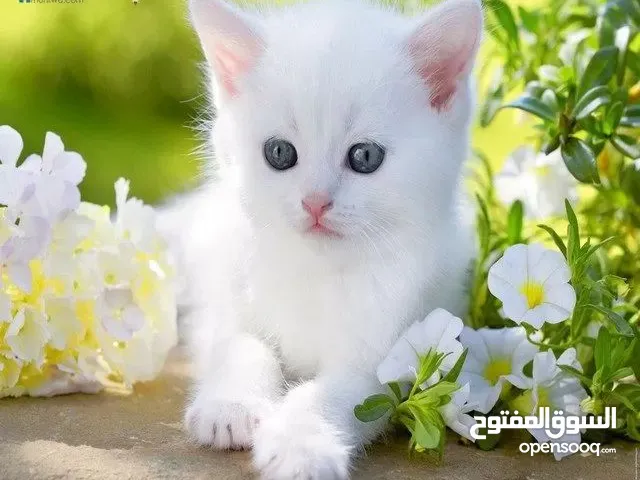 مطلوب قط للتبني من فصيله جيده