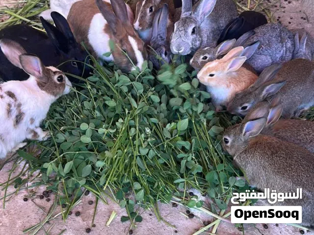 أرانب عمانيه وبط مصري المكسوفي