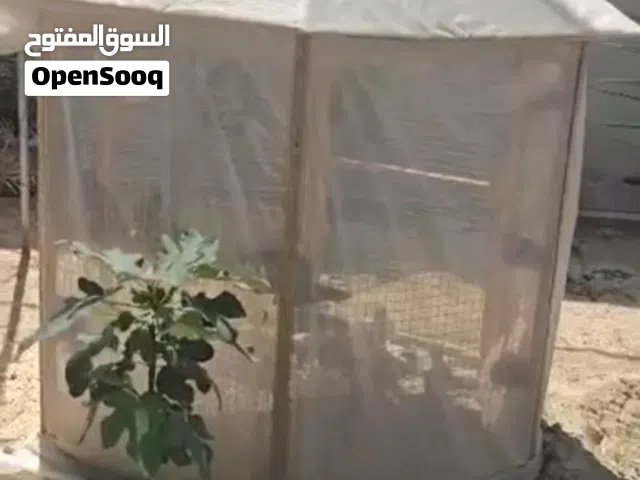 قفص طيور ديكور للبيع