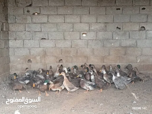 بط إنجليزي من 40 إلى 50 طرف