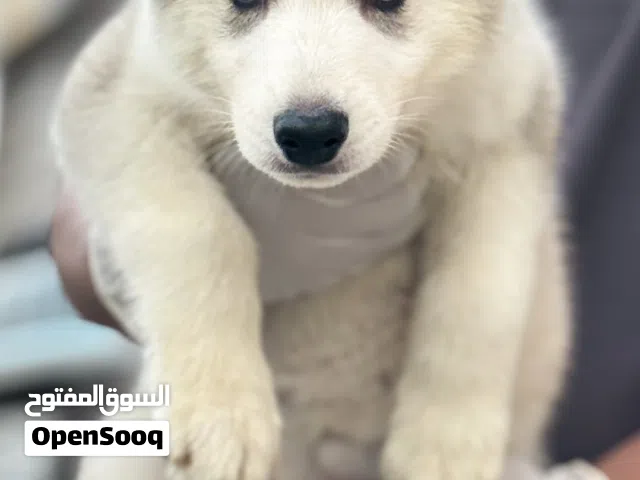 Last husky puppy متوفر آخر يرو هاسكي
