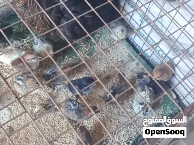دجاجه مع صيصانها 17 صوص للبيع