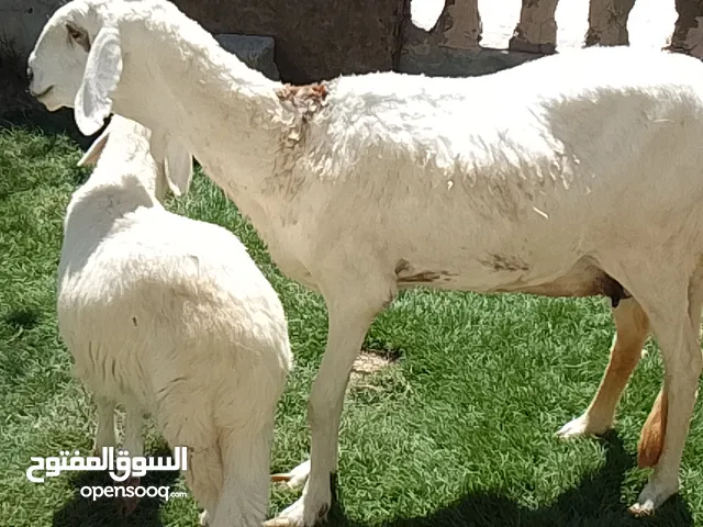 نعجه هجين غليظه ربي يبارك تحتها خروف