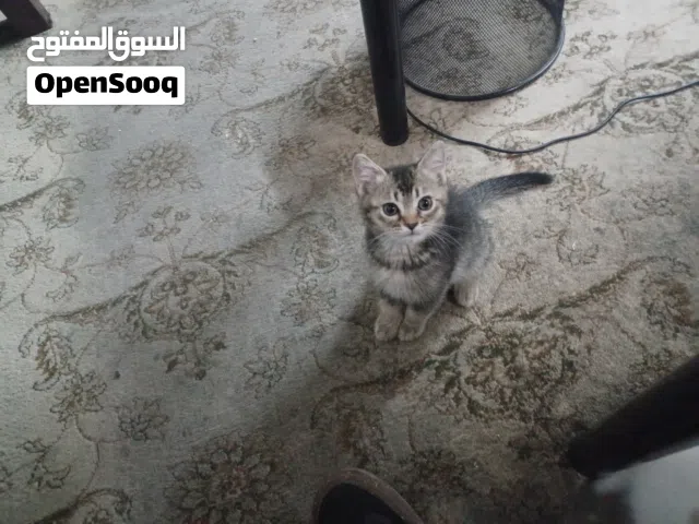 قط روسي مع سكوتش للتبني