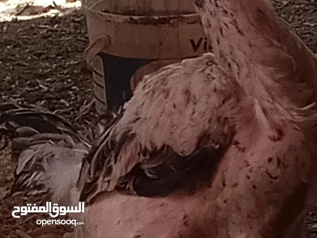 جاجتين فارسي عمر 8 تشهر
