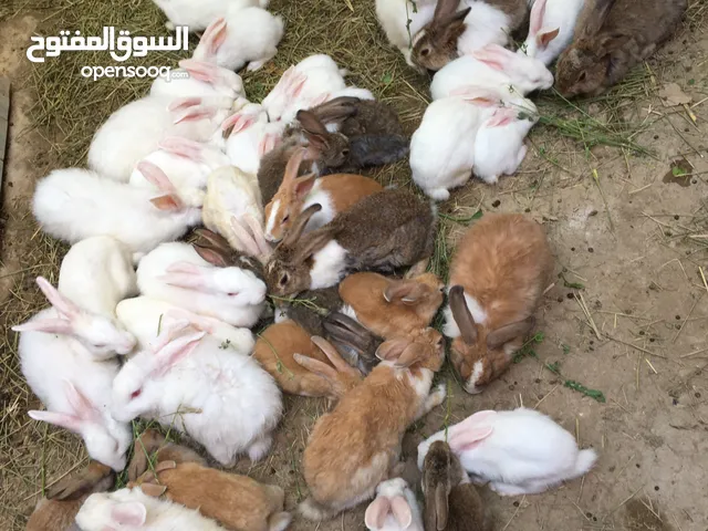 ارانب تربية منزلية