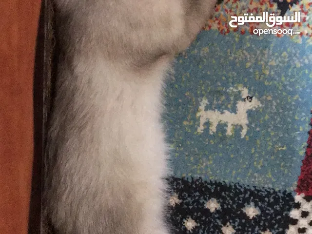 قط شرازي تايلندي عمرو 9 شهرو ماخذ ابرا خلو امراض جديده