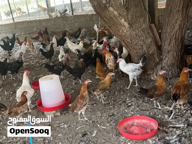 دجاج عماني محلي جاهز للذبح والتربية بصحة ممتازة ( اتصال او واتساب )
