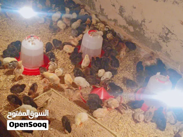 صيصان بلدي البذرة الاصلية للبيع صحة ونشاط تبارك الرحمن