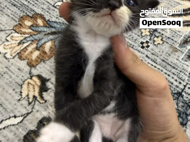 قط فحل شيرازي